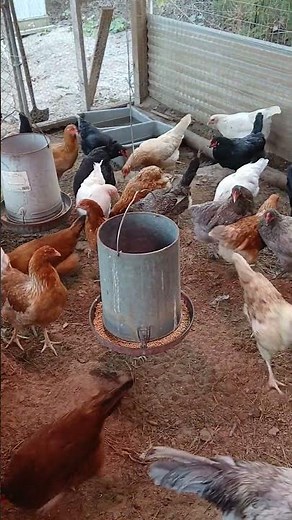 happy chicken sounds #homesteading #chickens