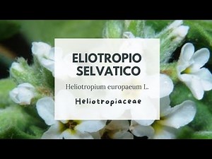 ELIOTROPIO SELVATICO - Heliotropium europaeum L. - Heliotropiaceae - Heliotrope - European turnsole