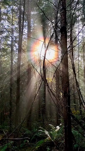 Walking through a magical forest 🌈✨🌲 #forest #nature #trees #forestcore #forestaesthetic #forestwitch #foresttok #naturetok #fyp #foryoupage #mistyforest #rainbows #mentalheathwalks #pnw #cottagecore #pnwvibes #aesthetic #dreamy #magical #magicalaesthetic #magicalplaces #magicalforest #woods #hiking #naturelovers