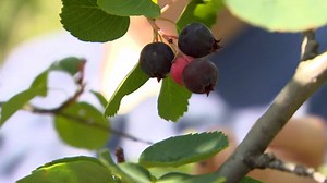 2.3K views | It's a great year for picking saskatoon berries: www.cbc.ca/1.5656697 So tell us, other than (delicious) pies, what do you make with your saskatoons? | CBC Saskatoon | Facebook