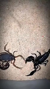Locked claw to claw. Venom ready. No second chances. 🦂⚔️ Two scorpions collide in a brutal test of dominance— tails raised, grips tightening, instincts screaming louder than fear. In the wild, victory isn’t about size or color… it’s about who commits first and who endures the longest. #Wildlife #Nature #Predator #Insects #raww | raww