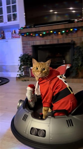 Tiger JoJo 🐱 on Instagram: "Who wants to snuggle up for a UFO Sleigh Ride with me? 😁❤️🐱 #ufo #spaceship #fun #sweet #love #catsofinstagram #tigerjojo #nodrama #llama #elfontheshelf #beautiful #smile #laugh #funny #reels"