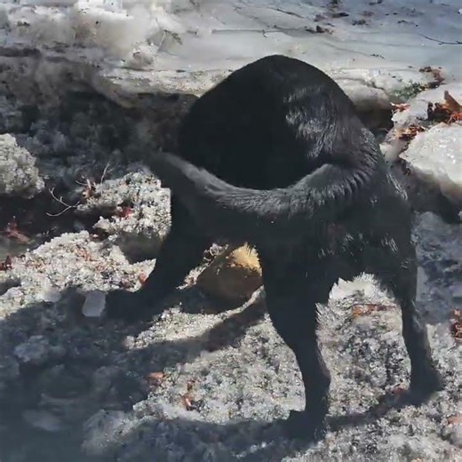 Black Lab Playing Rock in River Ice Snow Jazz Brubeck Take Five