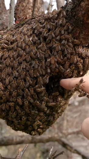 What Happens When You Put Your Finger in a Bee Ball？ | Natalie Olivia | Facebook