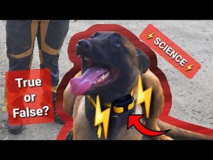 Scientific study on SHOCK COLLARS - Shocking RESULTS! #dogtraining