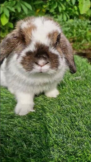 mini holland lop and netherland dwarf rabbits