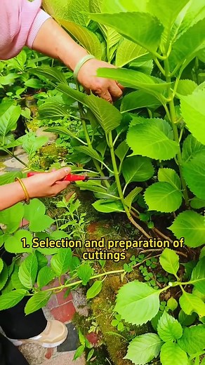 #gardening101 #plantcaretips #hydrangeas #hydrangeaseason | Gardenning Moment