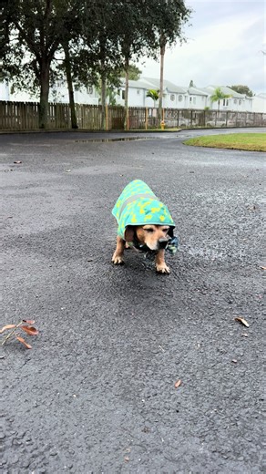 Dramatic Walking with Weiner Dogs and Beagles