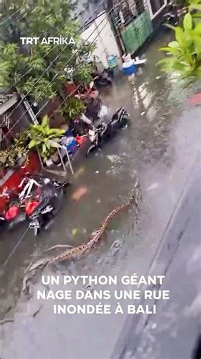 #Indonésie : un python géant nage dans une rue inondée à #Bali