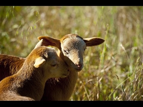 L 01 Tom Bradford's Torah Class - Leviticus Intro