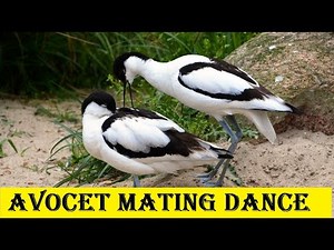 Avocet: The Elegant Shorebird with a Unique Curved Bill | animal deep life