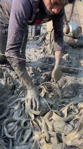 These are not fish, these are dreams #fishfarming