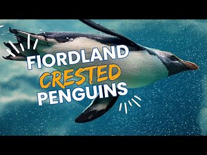 Discover the Timid Fjordland Penguin: Fascinating Facts and Ecology