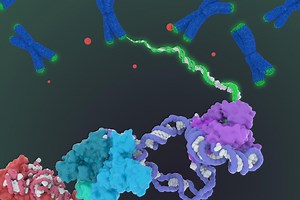 Long-sought structure of telomerase paves way for drugs for aging, cancer - Berkeley News