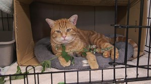 CTV National News: A courageous cat on the mend