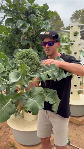 11K views · 160 reactions | A vertical farm using aeroponic towers is fully automated, including nutrient dosing, irrigation scheduling, and water delivery. After the towers are assembled, the only manual tasks are transplanting seedlings and harvesting crops. #farming #agriculture #gardening #aeroponics #vegetables #verticalfarming #hydroponics #soilless | Jimmy Chou | Facebook