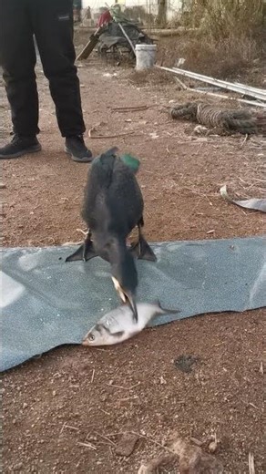 Fish Swallowing Challenges:Guess how fast this cormorant can swallow a 10lb fish?