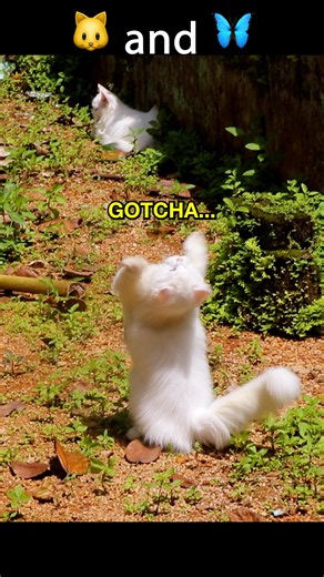 Cute Persian Kitten's Outdoor Fun #shorts