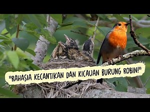 "Burung Robin dari Hutan Tropis — Kicau Merdu yang Menenangkan Hati"
