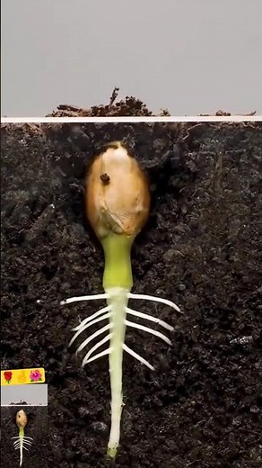 Seed to Plant Journey 🌱 | How a Seed Grows into a Beautiful Flower #seedtoplant #plantgrowth