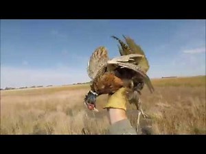 South Dakota Resident opener pheasant hunt 2019 Boss Bismuth Shotshells