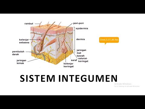 Gadera Sehat - Sistem Integumen - Kulit