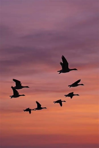 Migrating Geese #wildlife #life #animals #birds #ai #aivideo #