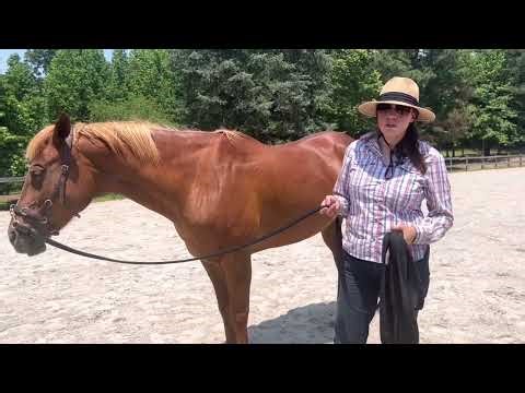 How to Manage Your Lunge Line