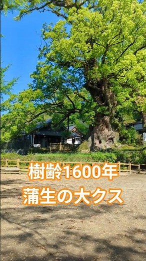 【鹿児島】蒲生八幡神社と蒲生の大クス｜#japanvlog #asmr #shorts #歴史 #癒し #japanvlog