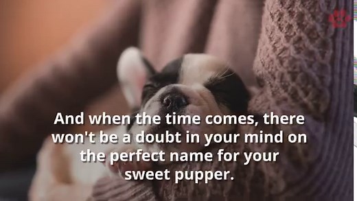 22K views · 132 reactions | Ever wondered what to name your girl puppy? So did we before now... | CertaPet | Facebook