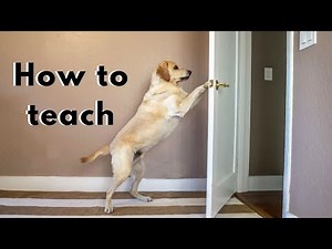 Close the door in 3 easy STEPS | Labrador & German Shorthaired Pointer