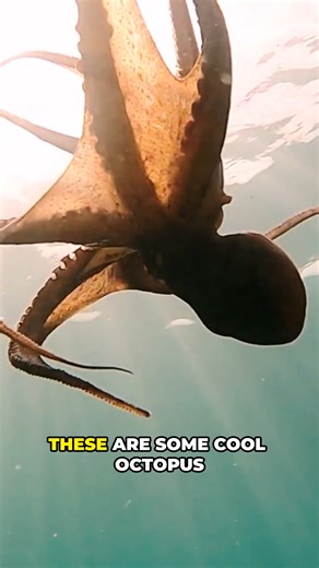 Dive into the amazing world of octopuses! Discover mind-blowing facts...