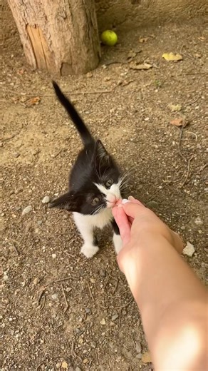 Socializing the spicy kitten