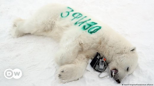 Animals affected by climate change?