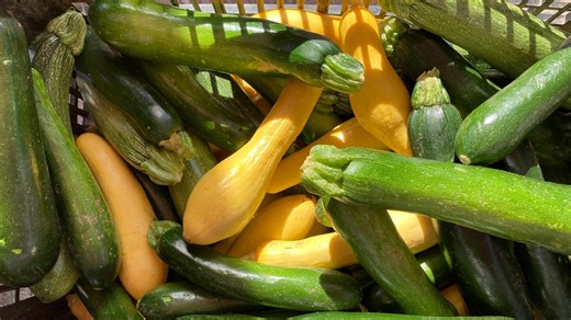 How to tell when squash, tomatoes, other veggie plants have heat stress