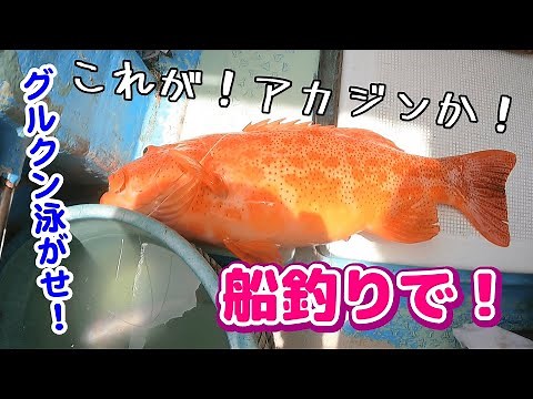 【沖縄釣り】船釣り 簡単サビキ釣りでグルクンからのアカジン ミミジャー boatfishing fishinginokinawa