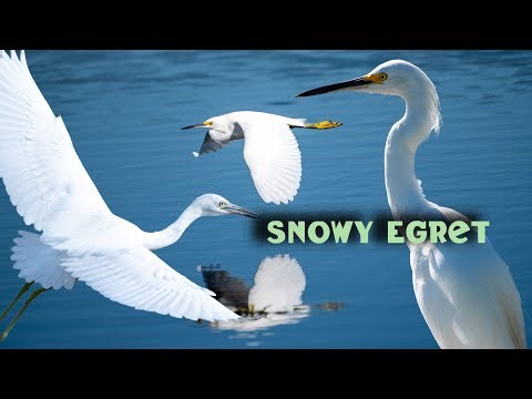 Grace in Motion: Snowy Egrets in Flight