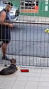 This Poor Dog Just Wants To Have Fun!! 🐶😢#factsonfacts #didyouknowfacts #factoftheday #factsonfacts | Random Facts In The World