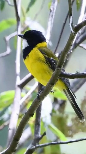 The beautiful bird is sitting alone and singing #Facebook規定禁止活體買賣 #UNMInspire #fypage #airbnbsuperhost #FlyTheW #threads #earthcapture #birthdayqueen #sundaydinner #WCW | Eyes on nature