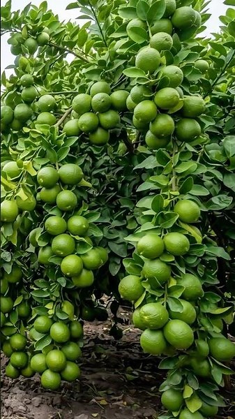 🍋Get Lemons in 1 Year! Professional Air Layering Method for Beginners🌱