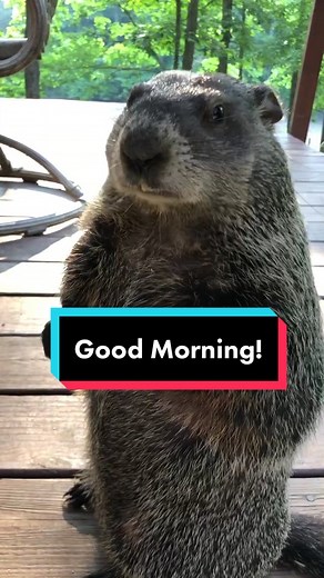 Stewie the Groundhog: Animal Sounds and Pet Care Tips