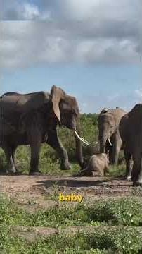 The Most Shocking Animal Moments Ever Caught on Camera