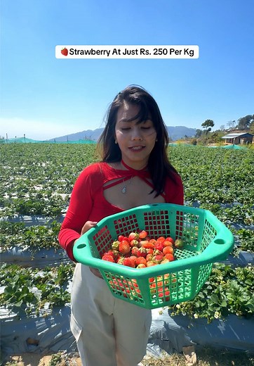Discover Strawberry Paradise at Makai Farm, Kakani