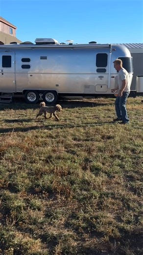 This little girl is everything you dream of in a family dog — a mini Australian Labradoodle with the softest caramel coat, a heart full of joy, and the gentlest temperament. 🐾 She’s confident yet calm, playful yet poised, and fully trained in obedience and manners. Pippa walks beautifully on leash, loves her crate, and adores snuggling after playtime. Her teddy bear face and expressive eyes melt everyone she meets. 💕 If you’ve been waiting for a loyal, loving, ready-to-join-your-home kind of d