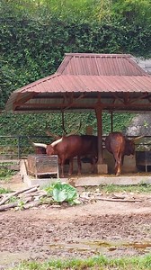 10K views · 58 reactions | Wisata Sapi Indonesia on Reels | Facebook