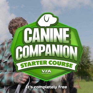 97 reactions · 5 comments | If your dog’s behaviour is driving you mad… it’s not your fault. Most people were never taught how to train an adult dog properly. That’s why I created the Canine Companion Starter Course  ✅ Free video training ✅ Real system you can use at home ✅ No fluff, just results  Reset your relationship and enjoy your dog again. Tap below to get started today. | Will Atherton | Facebook