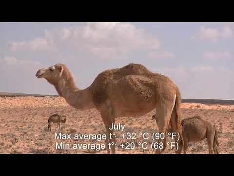 Seasons in Tunisia: Temperature and Climate by Month