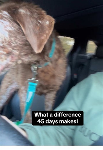 Pemphigus has been the worst experience we’ve ever had with a pet – for us but especially for her. We have been dealing with it since last summer and as of last month, we finally see the light at the end of the tunnel! Thank you, Lord, for more time with our girl, healing in her body, and a wonderful Veterinarian and staff! #veterinarian #pet #dog #dogsoftiktok #pemphigus
