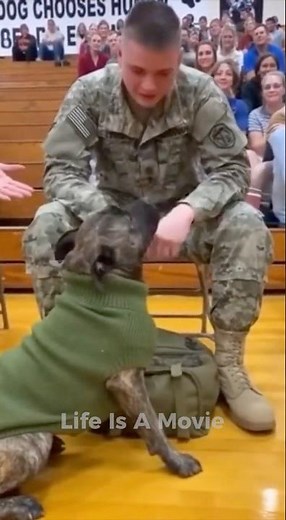 These Dogs Carefully Choose Their Humans - AIdoption Event