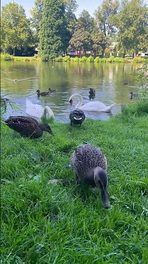 Enten & Schwäne im Schönwasserpark –Tierwelt in Krefeld erleben